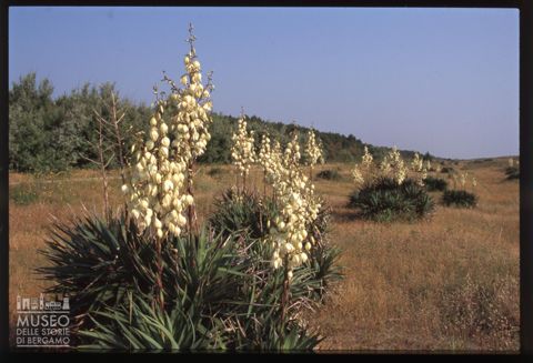 Una fioritura di yucca nella pineta di Classe