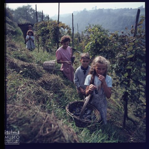 Scena di vendemmia nei pressi del fiume Adda