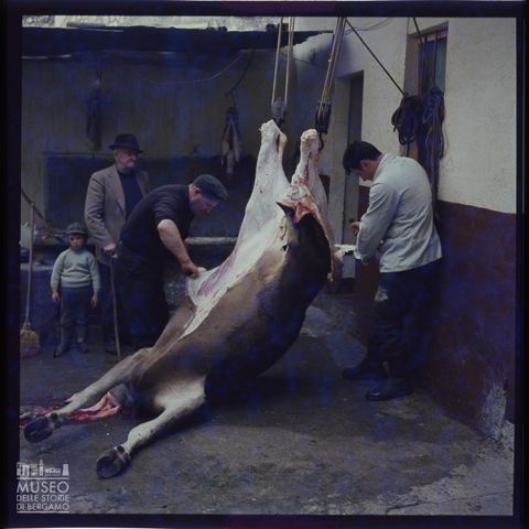 La macellazione di una mucca a Vigolo