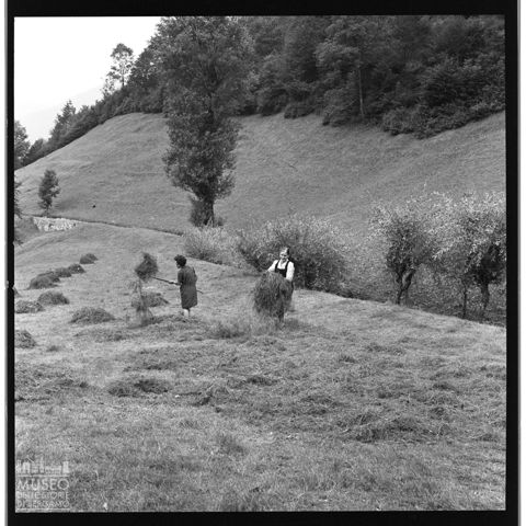 Fienagione nei prati di Blello