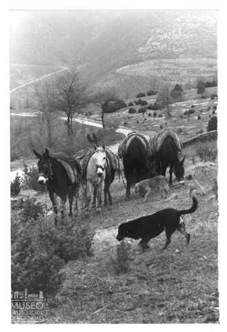 Animali sulle pendici del Monte Pennino