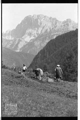 La raccolta delle patate a Falcade