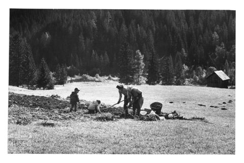 La raccolta delle patate