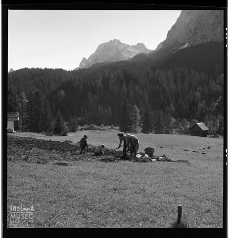 La raccolta delle patate a Sappada