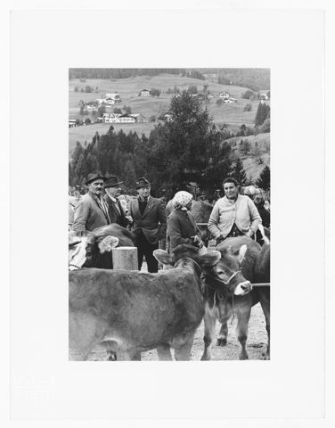 La fiera del bestiame a Cortina d'Ampezzo