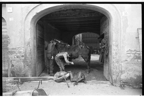 Ferratura degli zoccoli di un cavallo presso la bottega 