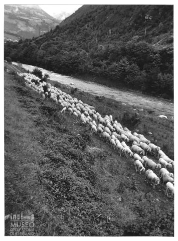 Gregge al pascolo in Valle Seriana