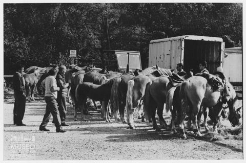 Cavalli alla fiera agricola di Carenno
