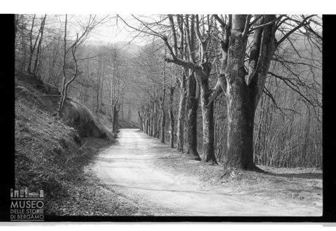 Un bosco ad Abetone