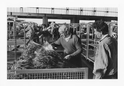 Il mercato dei fiori di Pescia