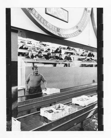 Asta ittica al mercato del pesce all'ingrosso di Civitanova Marche
