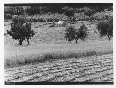 Lavori agresti sul Monte Conero
