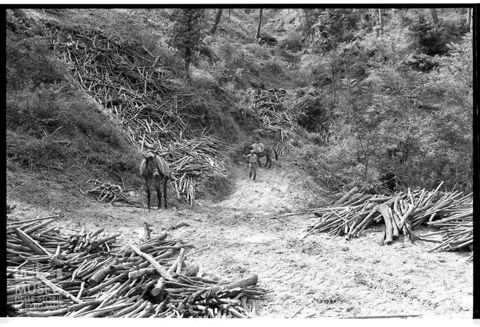 Taglio di un bosco in Umbria