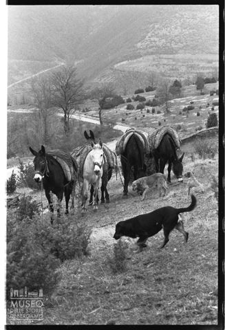 Animali sulle pendici del Monte Pennino