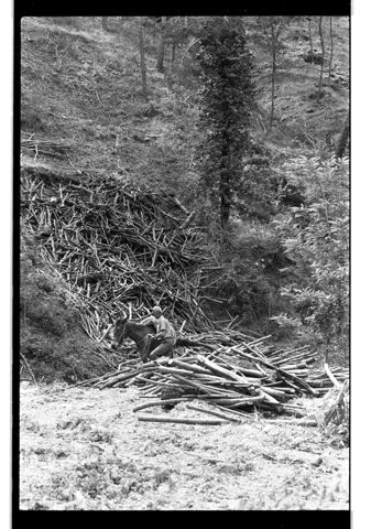 Taglio di un bosco in Umbria