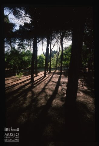 Scorcio di una pineta