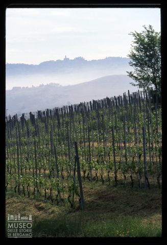 Scorcio di un vigneto