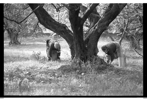La raccolta delle olive in Calabria