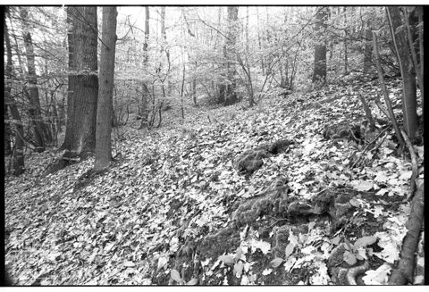 Bosco a Mondonio San Domenico Savio