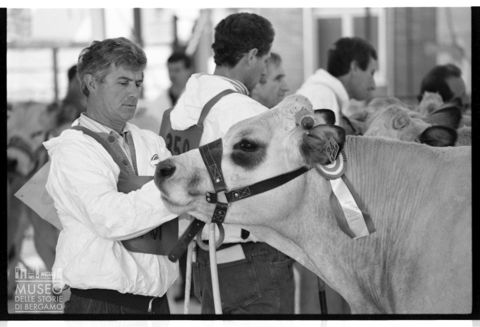 La fiera del bestiame di Cuneo