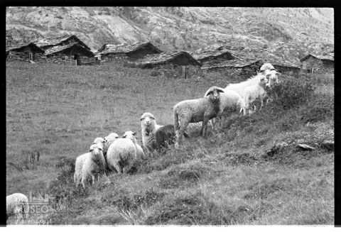 Gregge di pecore a Campascio in Valmalenco