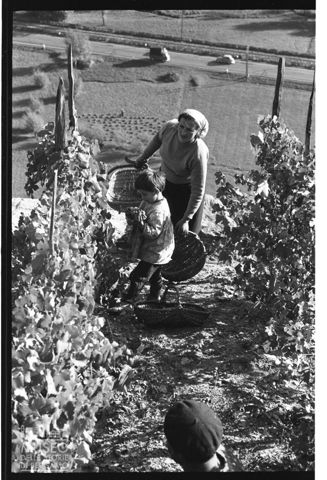 La vendemmia a Teglio