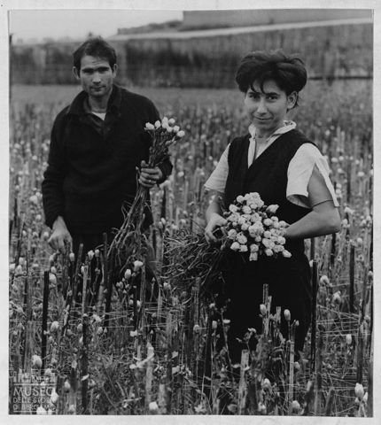Ritratto di floricoltori in Liguria