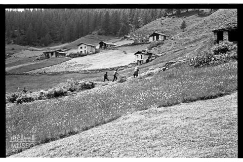 La fienagione ad Alpe Lago