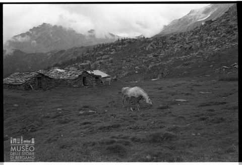 Paesaggio con cavalli in Alpe Acquanegra