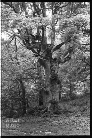 Nel bosco di Sant'Antonio in Abruzzo
