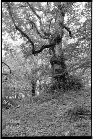 Nel bosco di Sant'Antonio in Abruzzo
