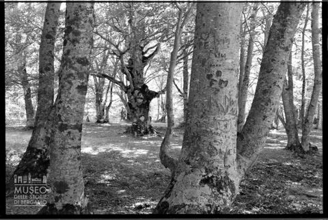 Nel bosco di Sant'Antonio in Abruzzo