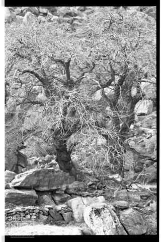 Paesaggio con castagni in Valle Spluga