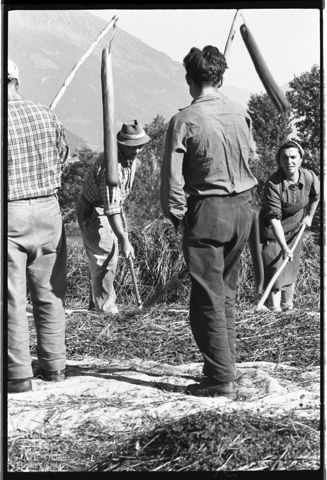 Battitura del grano saraceno a Teglio