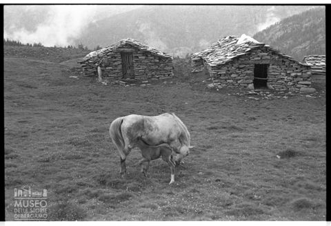 Paesaggio con cavalli in Alpe Acquanegra