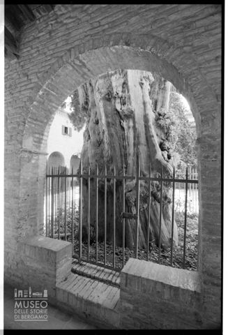 Il cipresso di San Francesco nel Convento di Santa Croce a Villa Verucchio