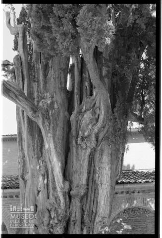 Il cipresso di San Francesco nel Convento di Santa Croce a Villa Verucchio