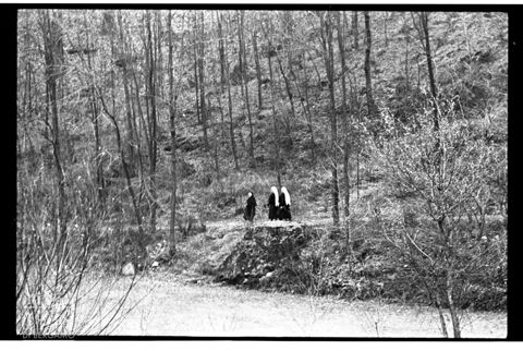 Passeggiata in un bosco della Valmalenco