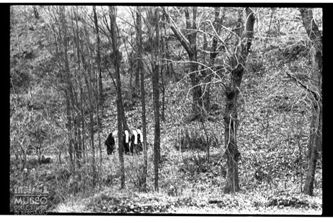 Passeggiata in un bosco della Valmalenco