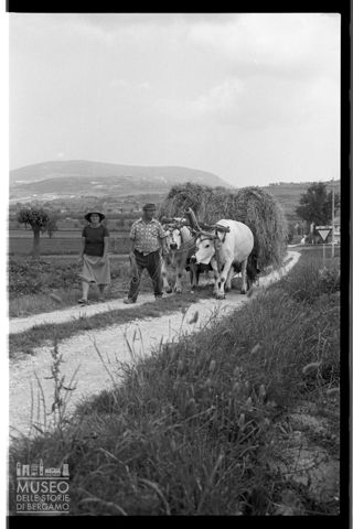 Trasporto del fieno a Castelfidardo