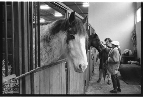 Ritratto di un cavallo alla Fieracavalli di Verona