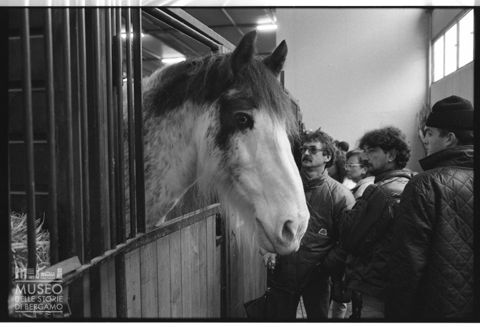 Ritratto di un cavallo alla Fieracavalli di Verona