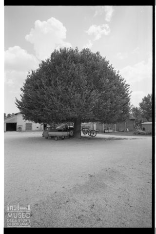 Un albero di gelso in un'aia a Jesi