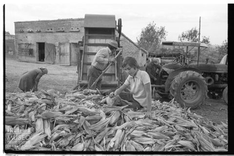 Spannocchiatura nell'aia di una cascina a Santa Maria Nuova