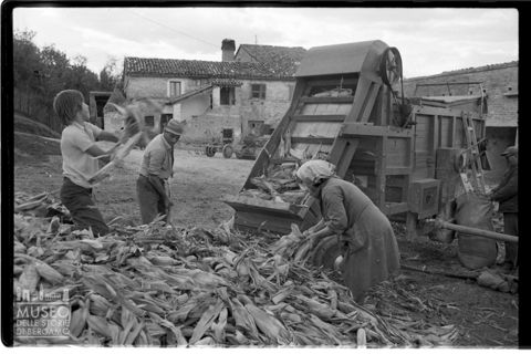 Spannocchiatura nell'aia di una cascina a Santa Maria Nuova