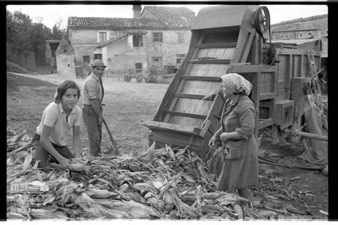Spannocchiatura nell'aia di una cascina a Santa Maria Nuova