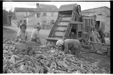 Spannocchiatura nell'aia di una cascina a Santa Maria Nuova