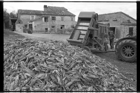 Spannocchiatura nell'aia di una cascina a Santa Maria Nuova
