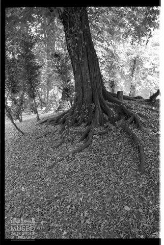 Un albero nel parco della Villa Borgia a Usmate Velate
