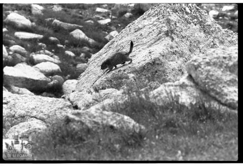 Marmotta nei pressi del Lago dell'Albigna in Svizzera